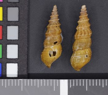 Media type: image;   Malacology 50236 Description: Image of two dry shells, dorsal view. Photographed for a researcher request.;  Aspect: DOR